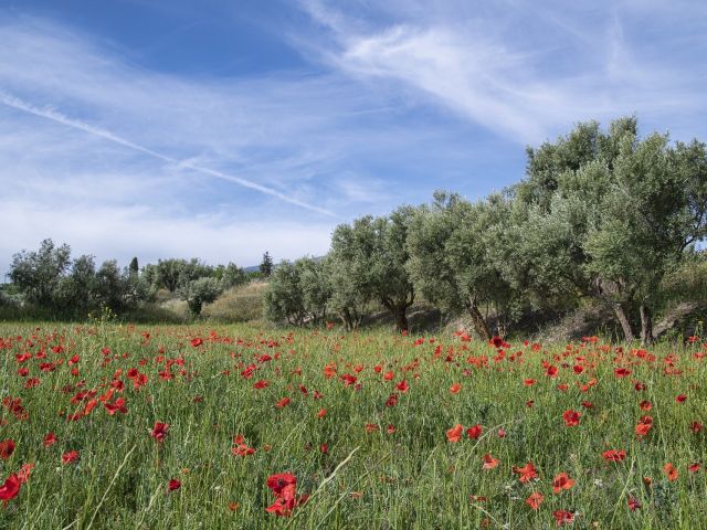 ΠΡΟΓΝΩΣΗ 24/5