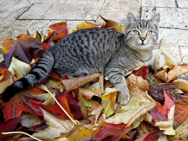 ΠΡΟΓΝΩΣΗ 14/9