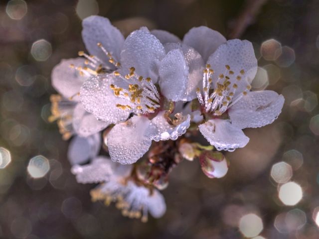 πρόγνωση για Δευτέρα 24/2/25